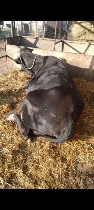 Вынужденый забой