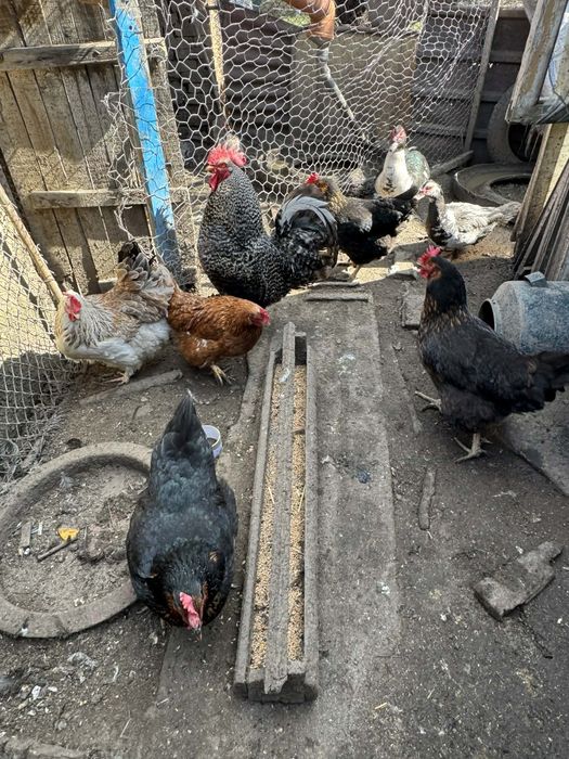 Продавам  животни.