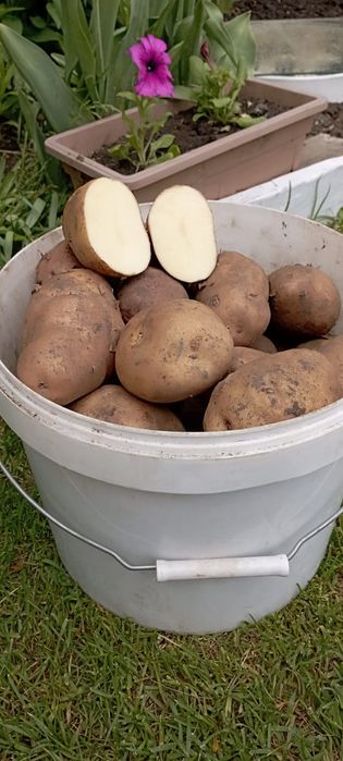 Продам картофель,есть семенной