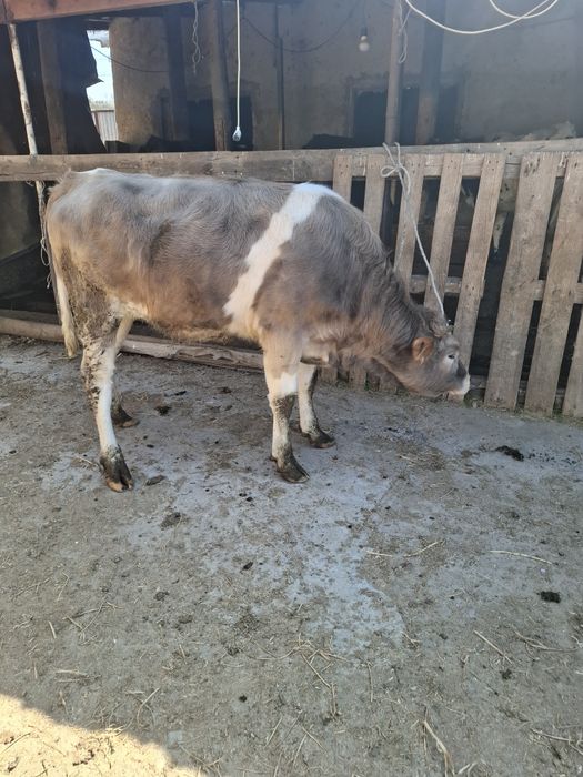Продам телочек годовалых