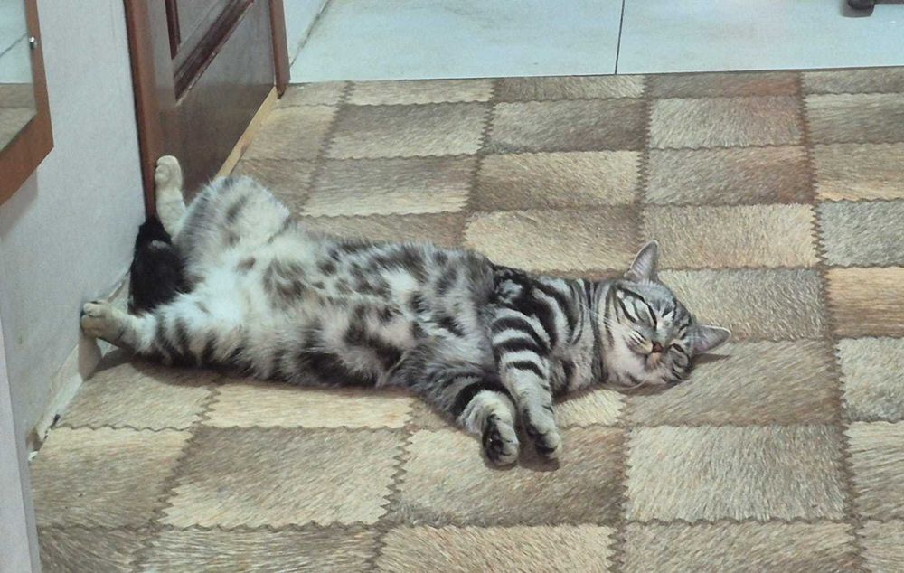 Бесплатно отдам котика