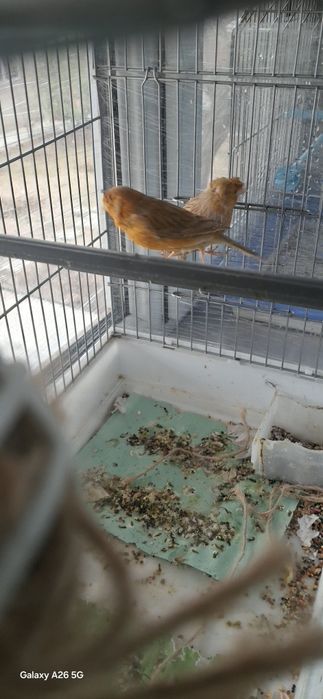 Изабела пара сатылады.