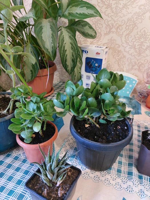 Комнатные цветы, цветы