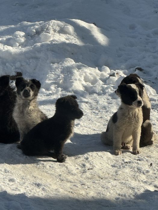 Отдам в добрые руки щенята