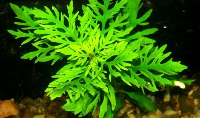 Растение-Гигрофила синема