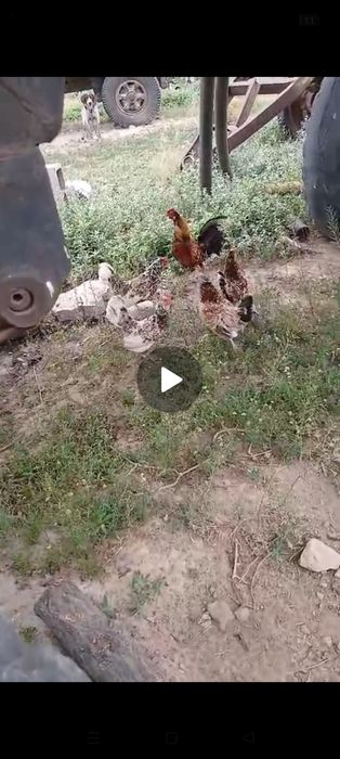 Карликовые куры Бентамка