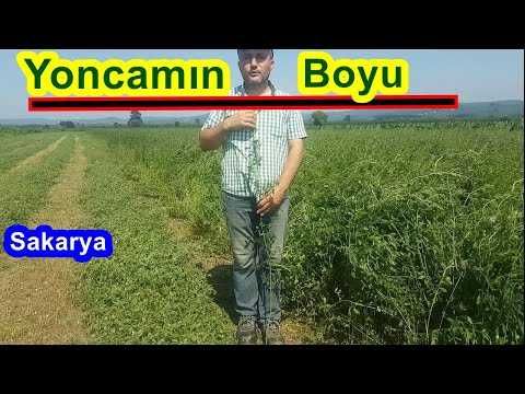 Семена люцерны Abel BOLTON