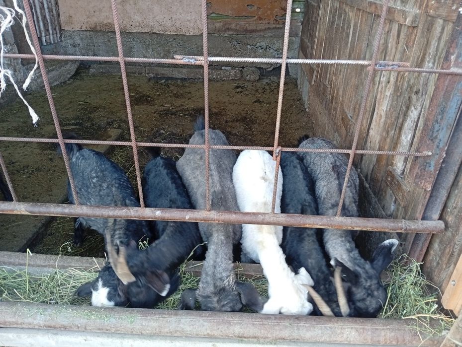 Ешки,теке,шибиштер