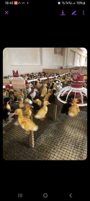 Vand pui rate boboci de gasca