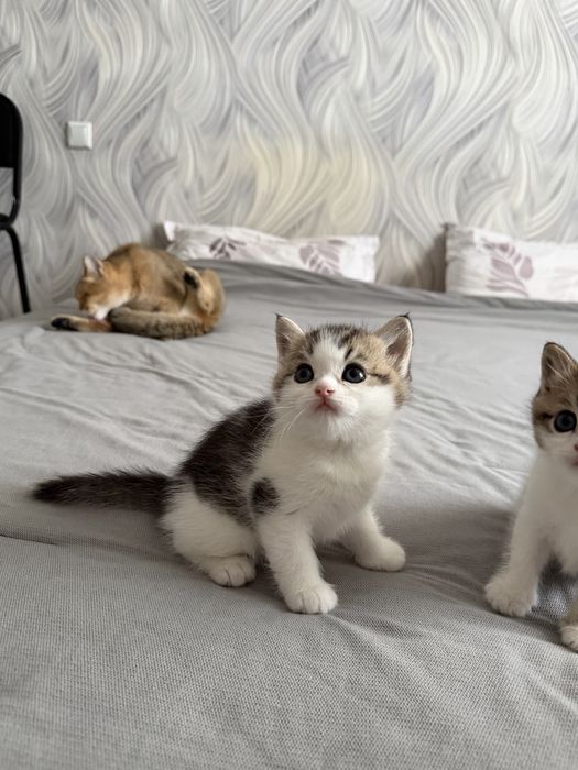 Британские котята