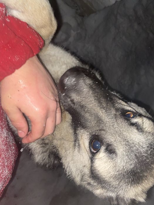 Отдам немца в добрые руки