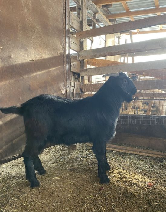 продаю козел не больной качественный