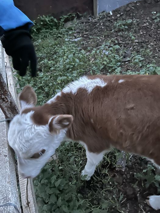 Продам теленка 2 недели