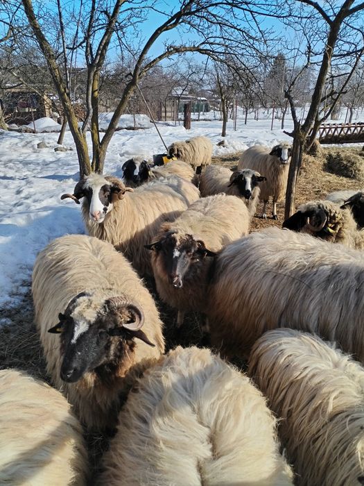 Noatine, caută alt stăpân.