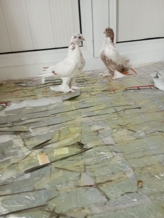 Каптарлар сотилади