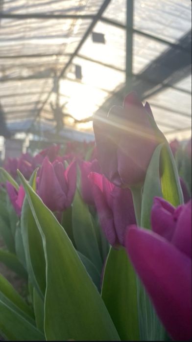 Продам Тюльпаны