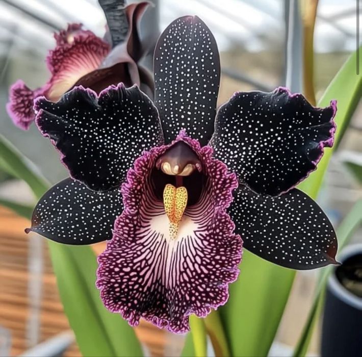 Орхидеи, Детки Орхидеи