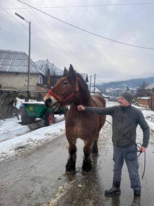 Iapa Ardeneza full pedigree