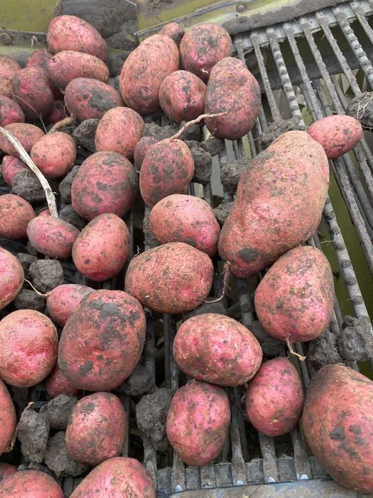 Cartofi Consum cu miez galben