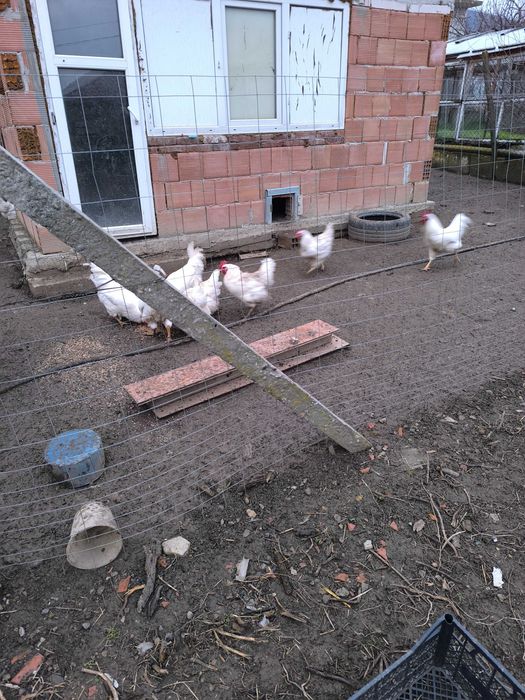 Яйца от бял плимутрок