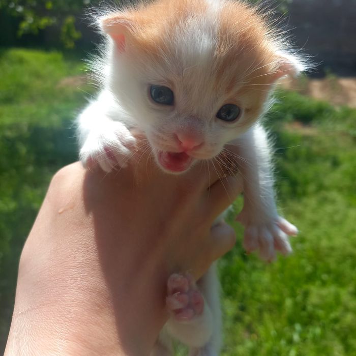 Котенок девочка бесплатно в Шымкенте