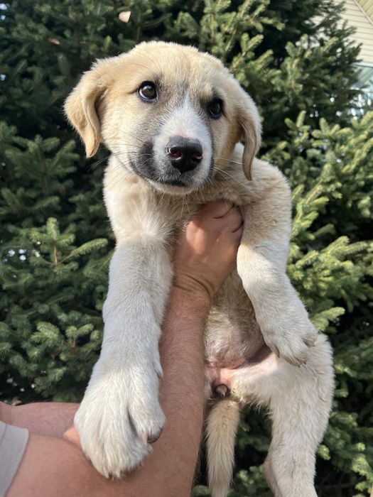 Отдам щенков в хорошие руки .