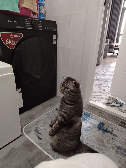 Продаётся кот skotish fold готовый к вязке