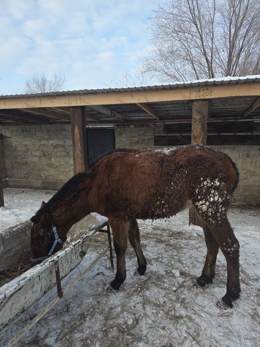 Продается жабағы