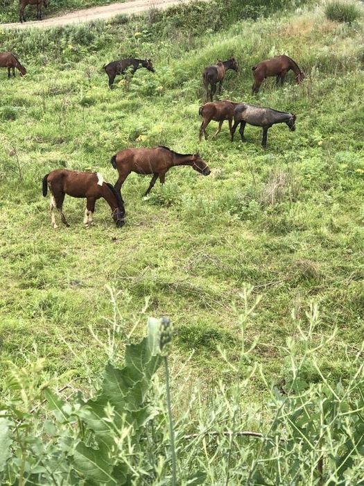Продам мясо конины халал.