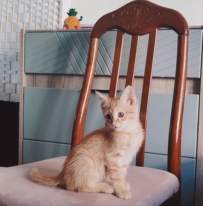 Котят ищут новый ДОМ!