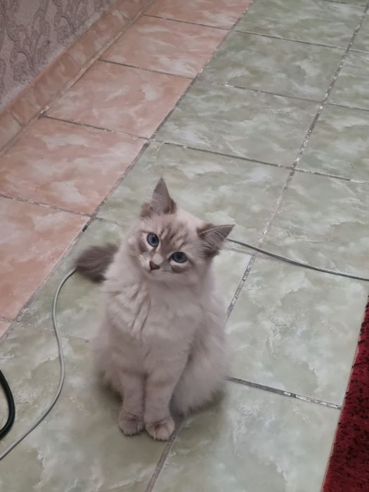 Продам милого котёнка