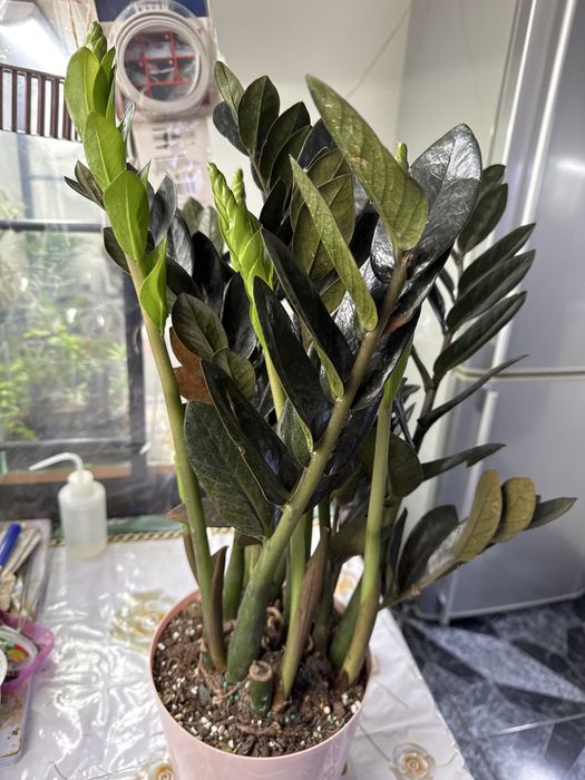 Продам замиакулькас Равен