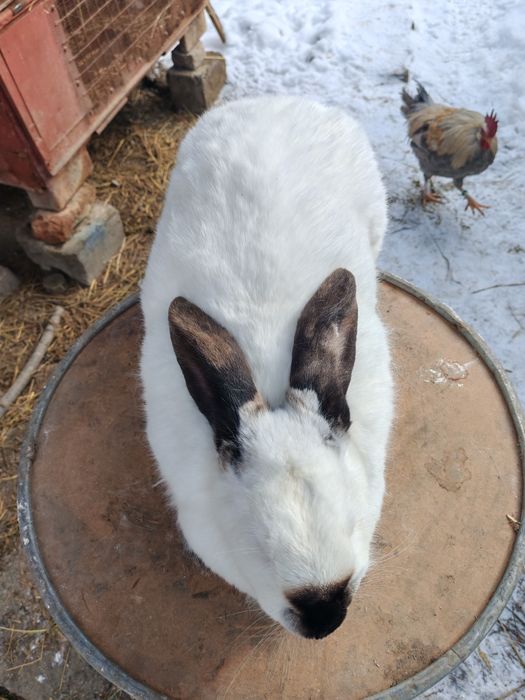 Femela uriaș de Transilvania