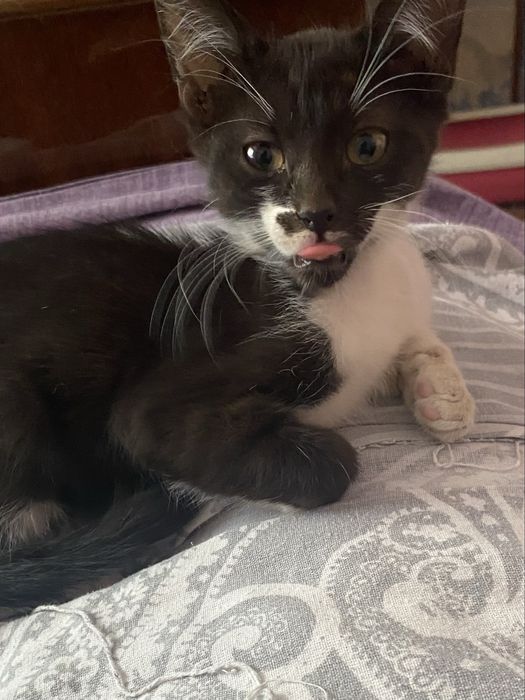 Подарявам малки котета.