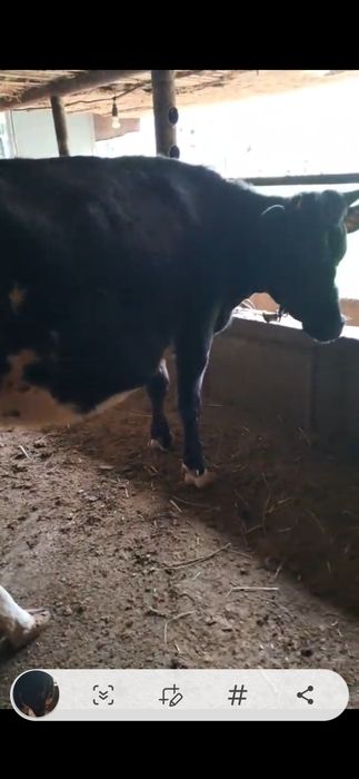 Буаз кашар сатылады