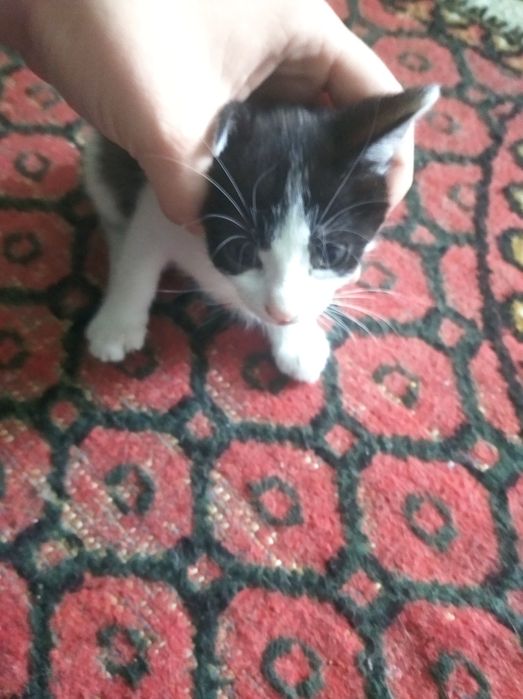 Отдам котят даром