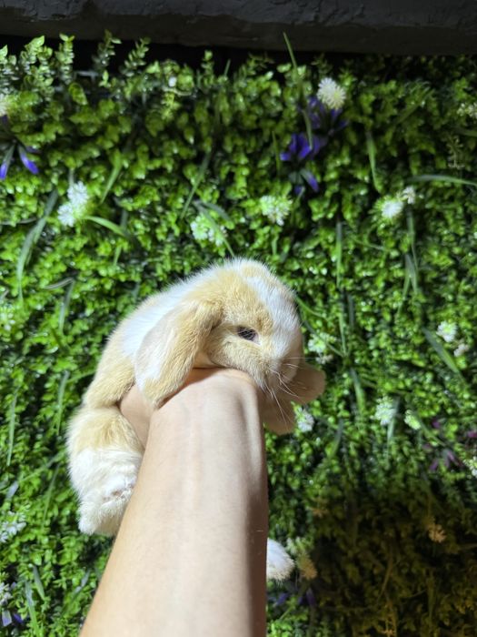 карликове кролики