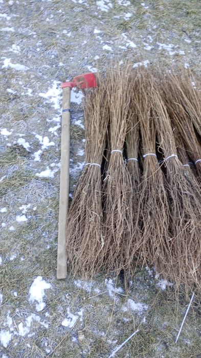 puieți forestieri pentru ampadurire pentru terenurile degradate