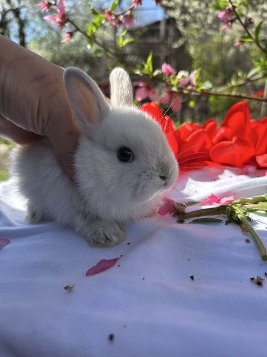 Кролики декоративные карликовые