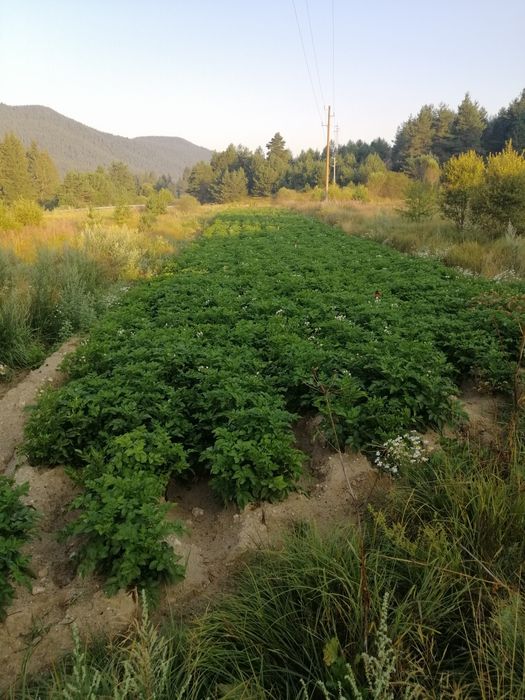 Картофи Семе Сорт Сорая