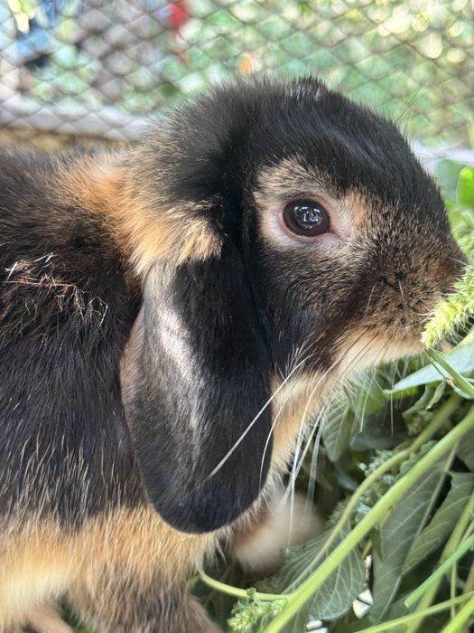 Вислоухие кролики баран Самцы