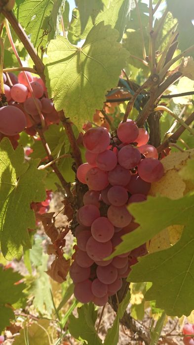 Struguri de vin Huși