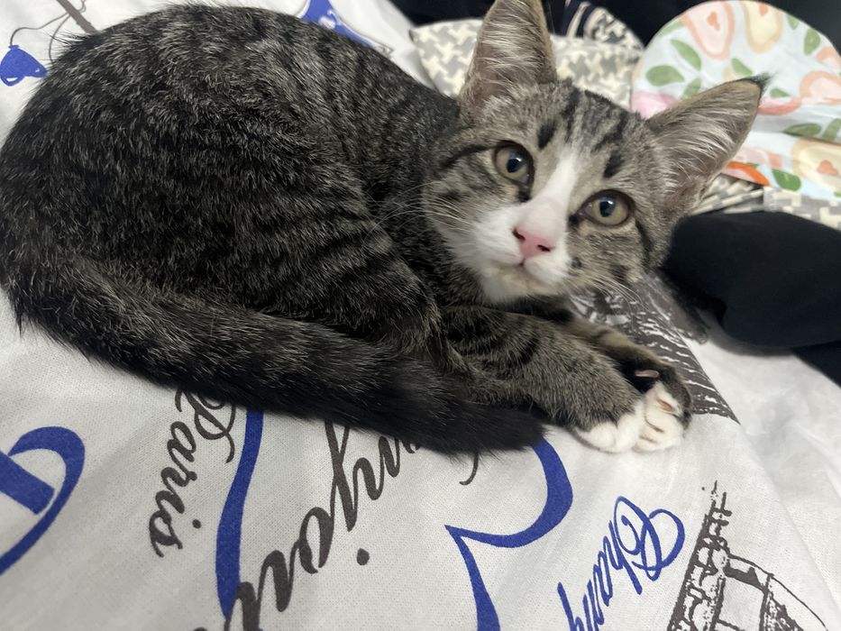 Котенок девочка 4 мес