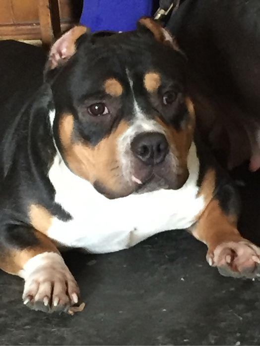 Кобели американский булли для вязки