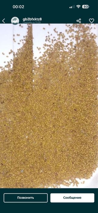 Магниттелген Жоңышқа ұрық сатылады