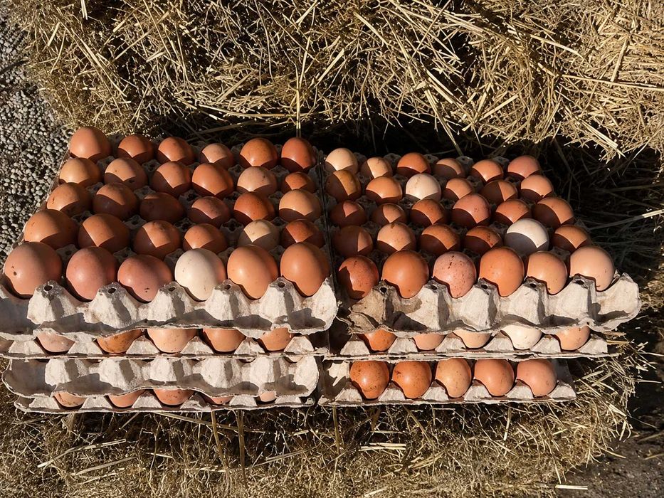 Brânză Naturală de Oaie + Oua Gaina/Rata
