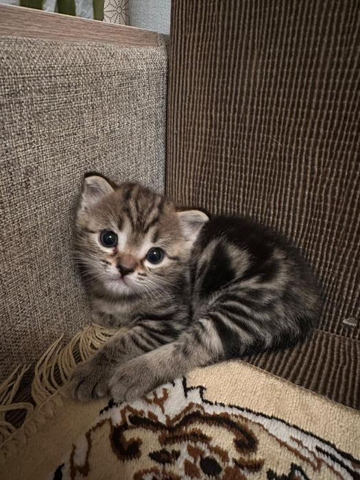 Отдам кошечку девочку