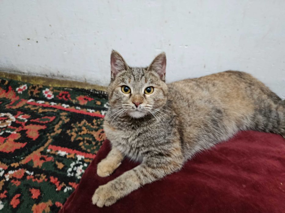 Отдам котиков добрым людям. Не для игры!!