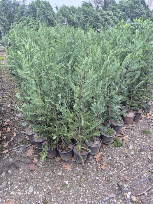 Potinia  prunus plante