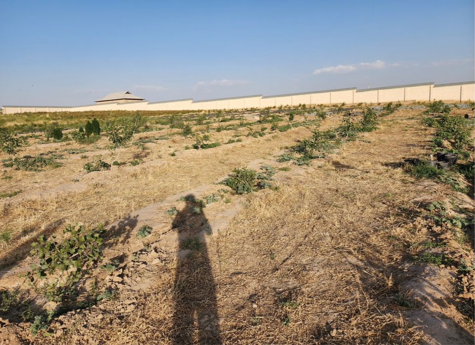 MOLXONA! 1,6 Gektar yermaydoni bo'lgan barcha sharoitlarga sotiladi